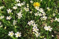 fruehling
