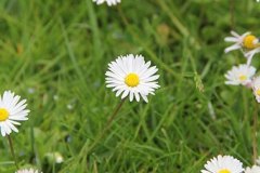 gaenseblume