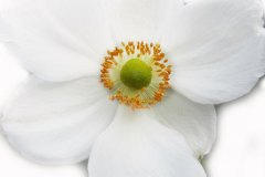 herbstanemone-1