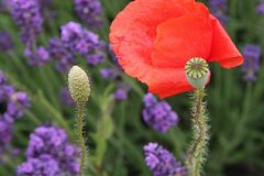 mohn