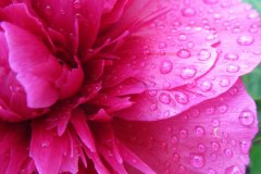 regenblume