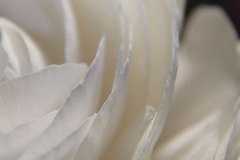 rose_druck-1