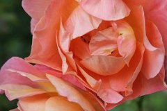 rosenorange