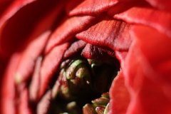 rote