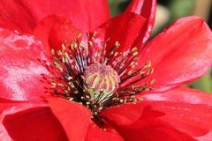 roteblume