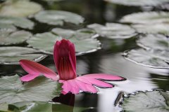 seerose