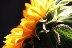 sonnenblume