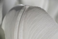 weissesblatt