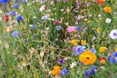 wiesenblumen