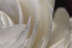 zartheit-2