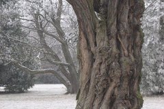 baum-1