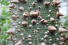 dornenbaum