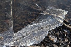 eisstueck