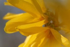 forsythia