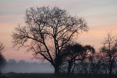 nebelbaum