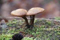 pilze
