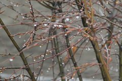 regen