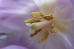 stempel