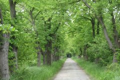 waldweg