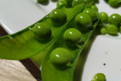 erbsen