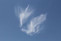 fluegel