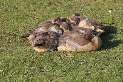 1_kuscheln