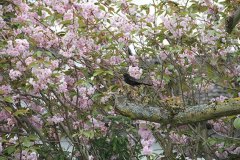 amsel