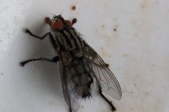 fliege