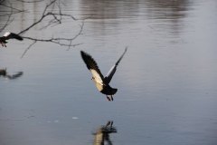 fliegen