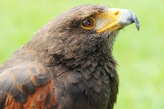 greifvogel