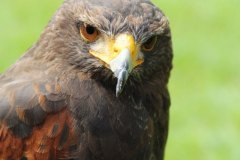 greifvogel2