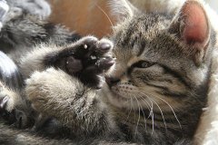 kuscheln