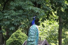 pfau