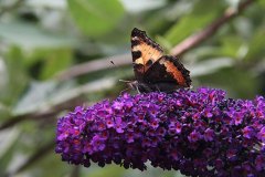 schmetterling